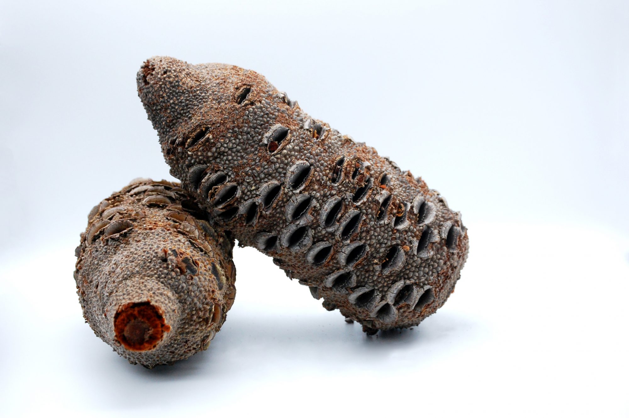 Yandles Banksia Nut / Pod (Banksia grandis) - Woodturning 