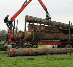 Crane lifting Green Oak Log at Yandles Sawmill