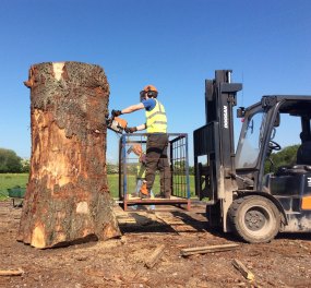 Green Oak Tree Cutting Yandles Sawmill