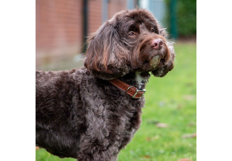 heritage leather collar #leathercollar #heritage #classic #dogcollar