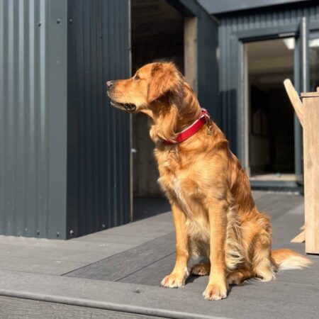 padded viva collar #dogcollar