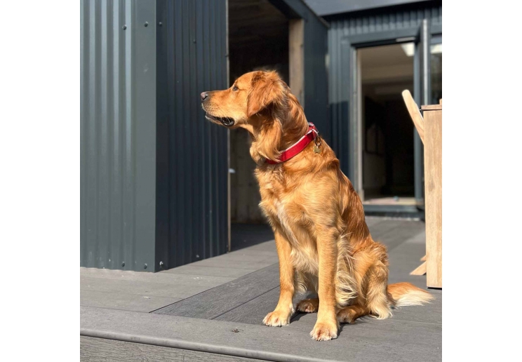 padded viva collar #dogcollar