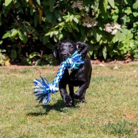playtime multi coloured rope dog toy #dogtoy #rope