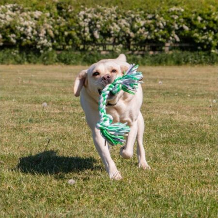 playtime multi-coloured rope large dog toy #dogtoy #rope