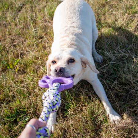 Playtime Ropey Paw #dogtoy #ropeypaw