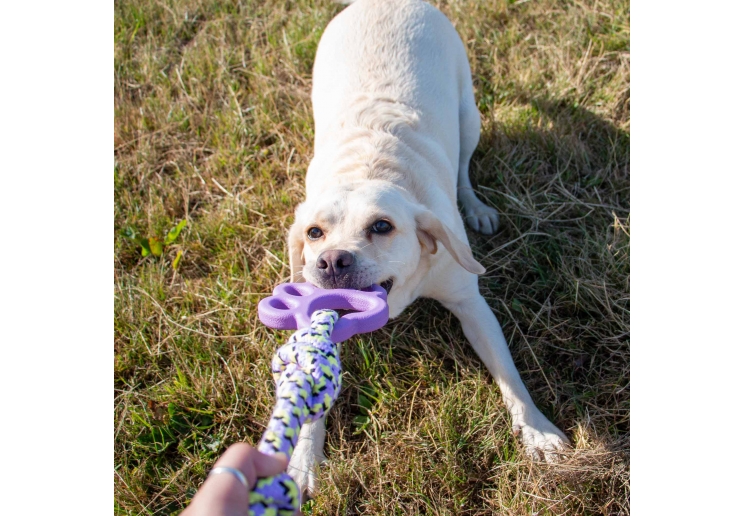 Playtime Ropey Paw #dogtoy #ropeypaw