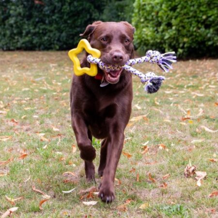 Playtime ropey star