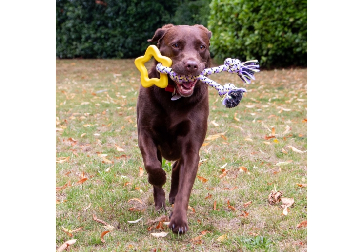 Playtime ropey star