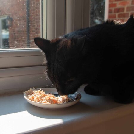 Round Cat Dish