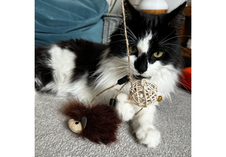 Changeable Cat Wand - Image 2