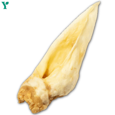 Plain Goat Ears - Single