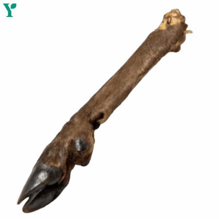 Large Hairy Venison (Deer) Legs - Single