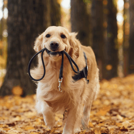 Collars & Leads