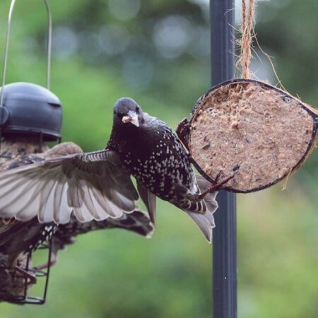Henry bell suet coconut half #henrybell #suet #birdfeed