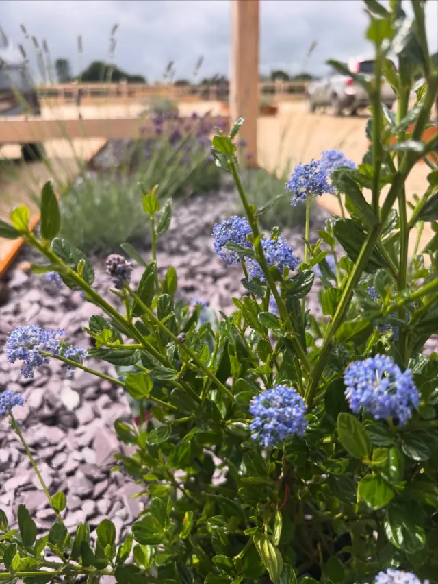 🌸Yandles in Bloom🌻

Fowers in the green oak planters found in our car park are beginning to bloom! Keep an eye out for them on your next visit🪻

#botanical #flowers #greenoak #summer #somerset